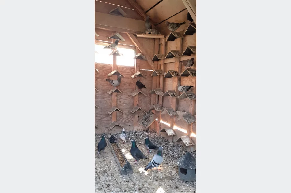 Odzyskali skradzione gołębie o wartości 14 tys. zł - zdjęcie 2