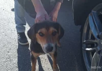 Szukamy właściciela psa! - zdjęcie główne