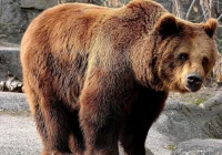 Tatry: zamknięty popularny szlak, powodem niedźwiedzica z młodymi - zdjęcie główne