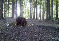 Niedźwiedź widziany w pobliżu domów - zdjęcie główne