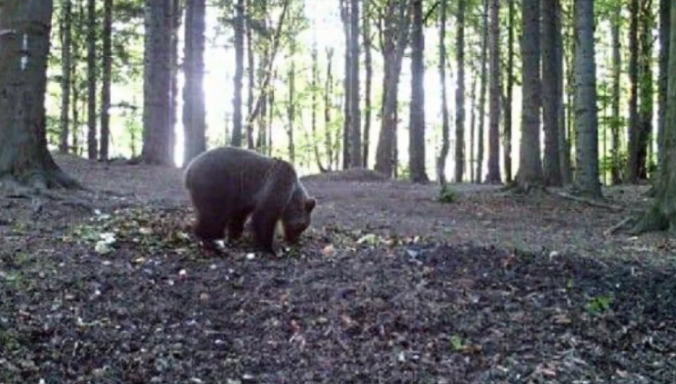 Niedźwiedź widziany w pobliżu domów - zdjęcie 1