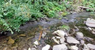 Zrzut ścieków do gorczańskiego potoku - zdjęcie 3