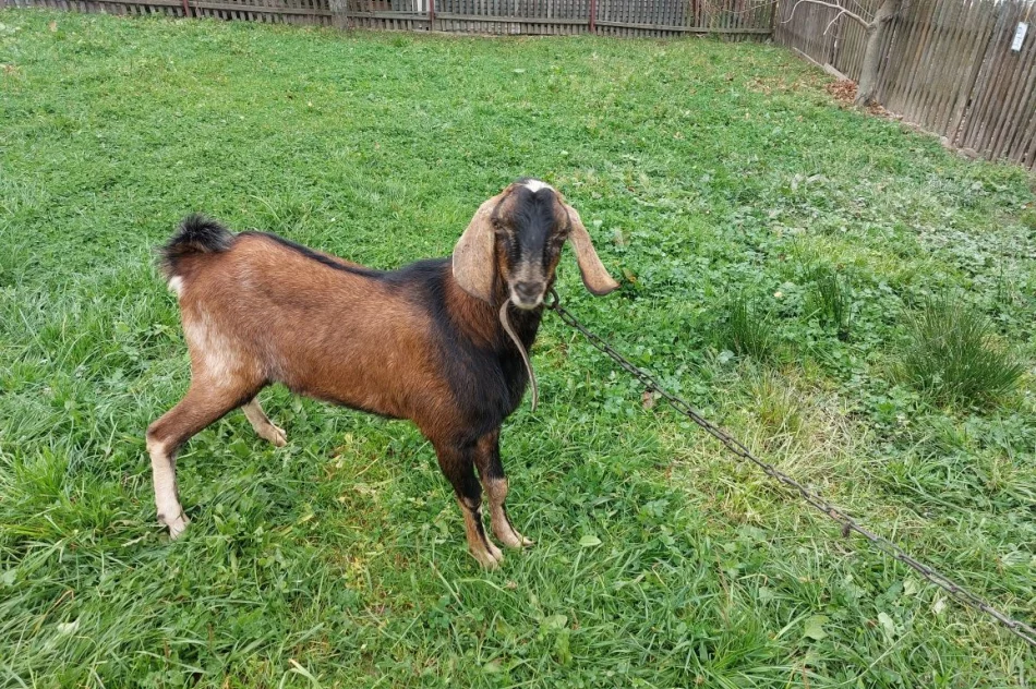 CAPEK  ANGLOBIJSKI..POTEZNY CAP REPRODUKTOR - zdjęcie 1