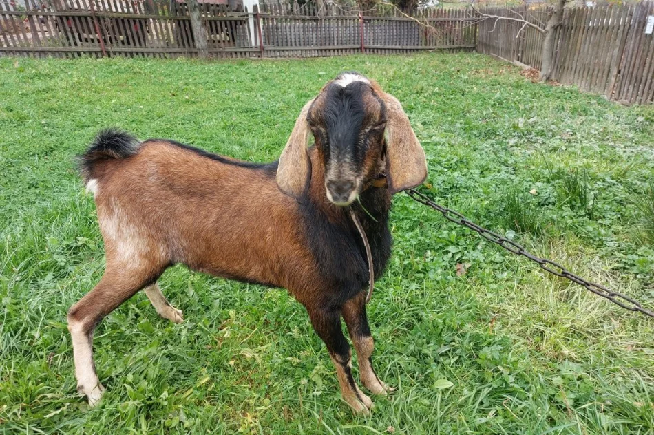 CAPEK  ANGLOBIJSKI..POTEZNY CAP REPRODUKTOR - zdjęcie 2