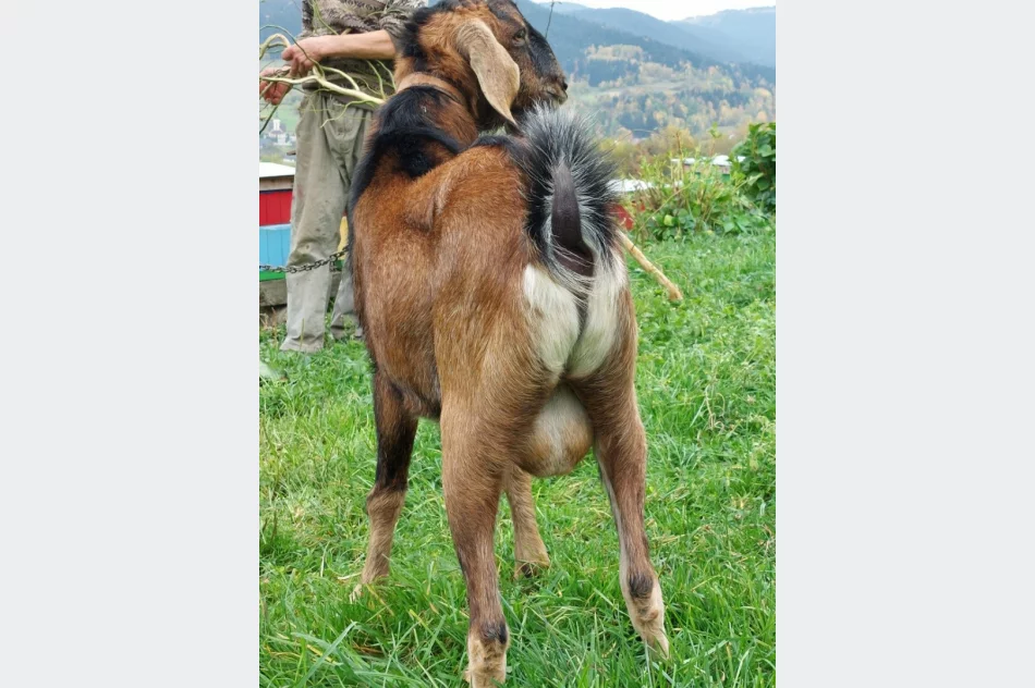 PUNKT UNASIENiANIA KÓZ ..CAP ANGLOBIJSKI  - zdjęcie 2
