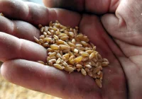 Izba Zbożowo-Paszowa: rolnicy nie chcą sprzedawać zboża - zdjęcie główne