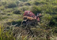 Atak drapieżników na owce - zdjęcie główne