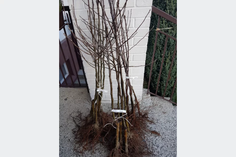 Upamiętnili wielkiego społecznika - zdjęcie 14