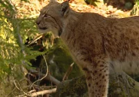 Poznaj gorczańską przyrodę - zdjęcie główne
