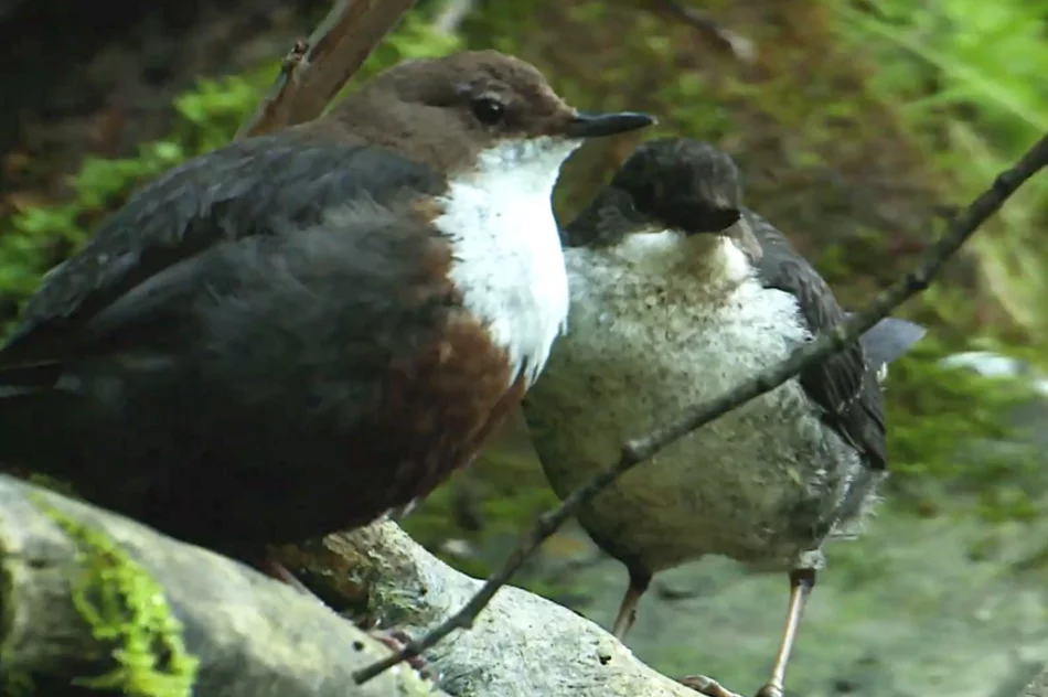 Poznaj gorczańską przyrodę - zdjęcie 2