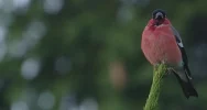 Poznaj gorczańską przyrodę - zdjęcie 3