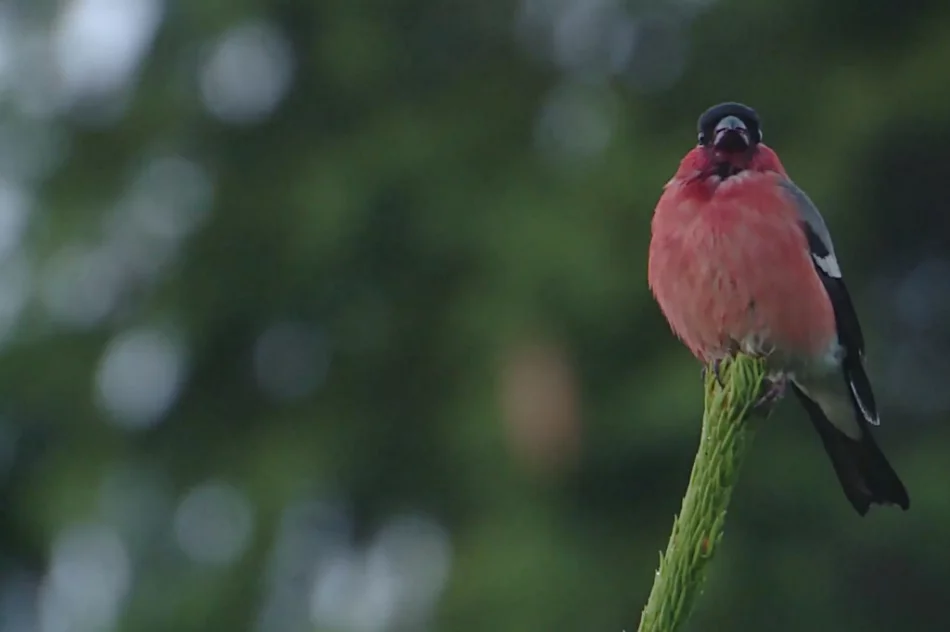 Poznaj gorczańską przyrodę - zdjęcie 3