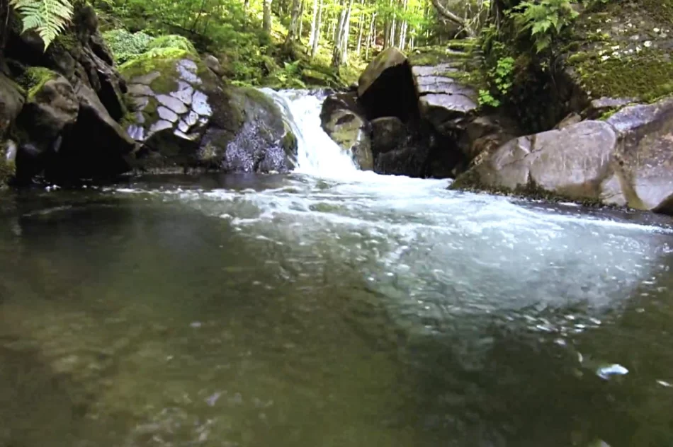 Poznaj gorczańską przyrodę - zdjęcie 4