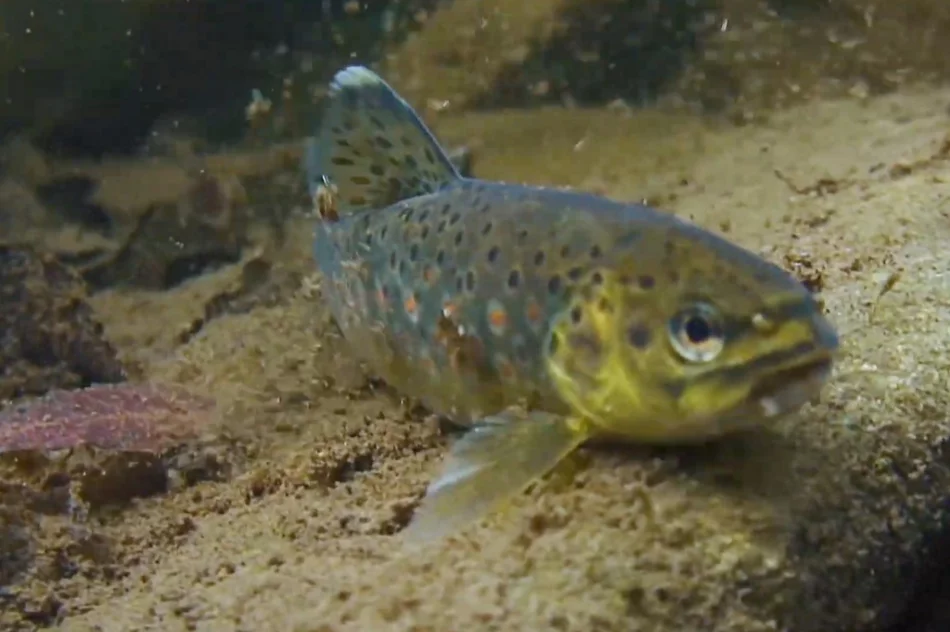 Poznaj gorczańską przyrodę - zdjęcie 5