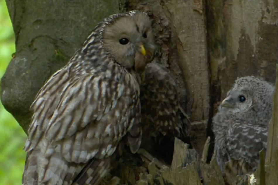 Poznaj gorczańską przyrodę - zdjęcie 7