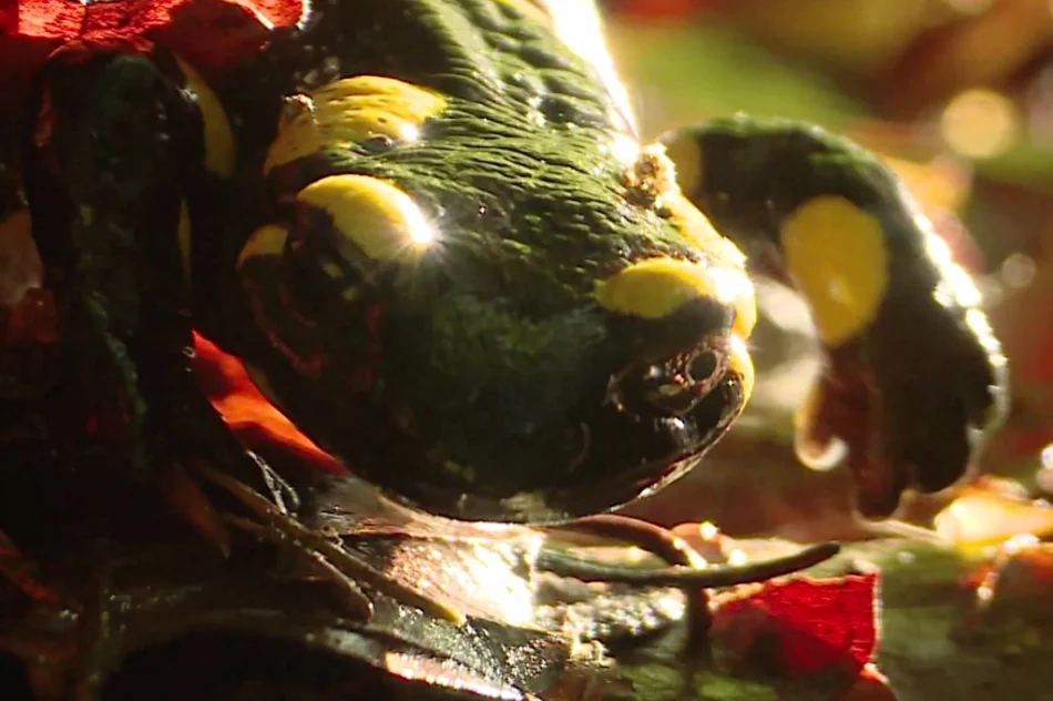 Poznaj gorczańską przyrodę - zdjęcie 8