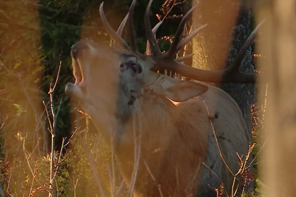 Poznaj gorczańską przyrodę - zdjęcie 9