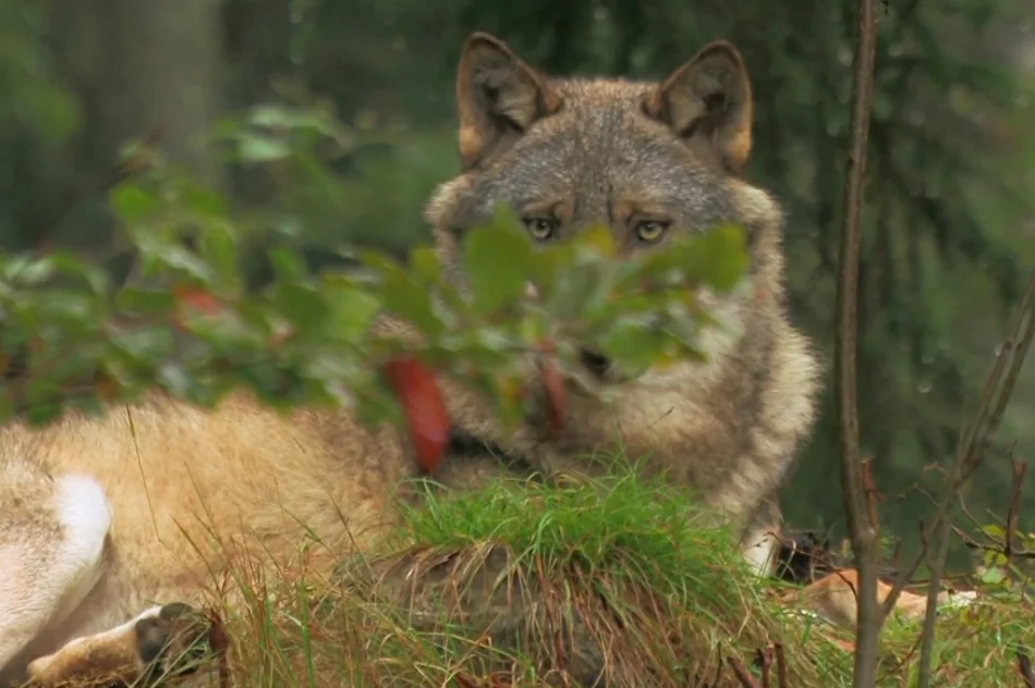 Poznaj gorczańską przyrodę - zdjęcie 10
