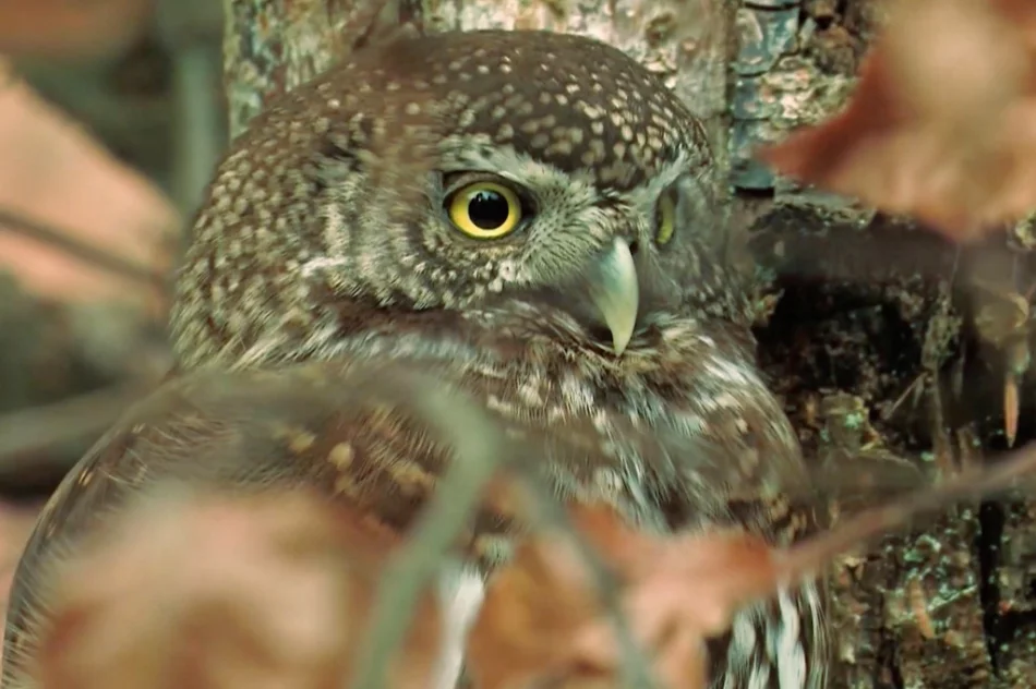 Poznaj gorczańską przyrodę - zdjęcie 11