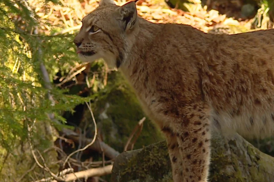 Poznaj gorczańską przyrodę - zdjęcie 12