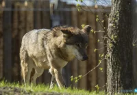 Wilki zaatakowały 11 razy w 2 miesiące - zdjęcie główne