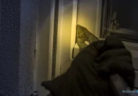 Włamali się po gotówkę i biżuterię. 600 tys. zł strat - zdjęcie główne