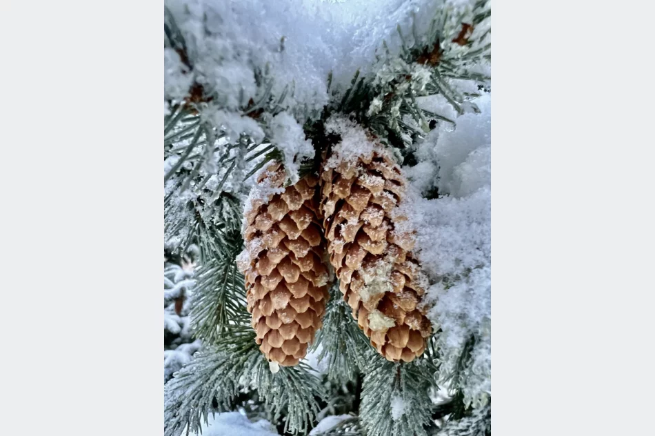 Pierwszy śnieg. Trudna "akcja zima", problemem... sól - zdjęcie 6
