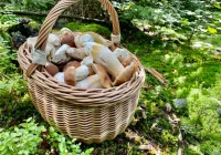 Niektóre gatunki grzybów mogą bezpowrotnie zniknąć - zdjęcie główne