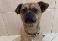 POSZUKIWANY WŁAŚCICIEL PSA! - zdjęcie główne