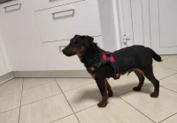 POSZUKIWANY WŁAŚCICIEL PSA! - zdjęcie główne