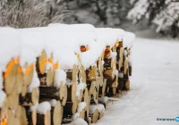 Zrywka drewna obok szlaku - zdjęcie główne