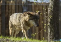 Wilcze "porachunki" - młody drapieżnik zagryziony - zdjęcie główne
