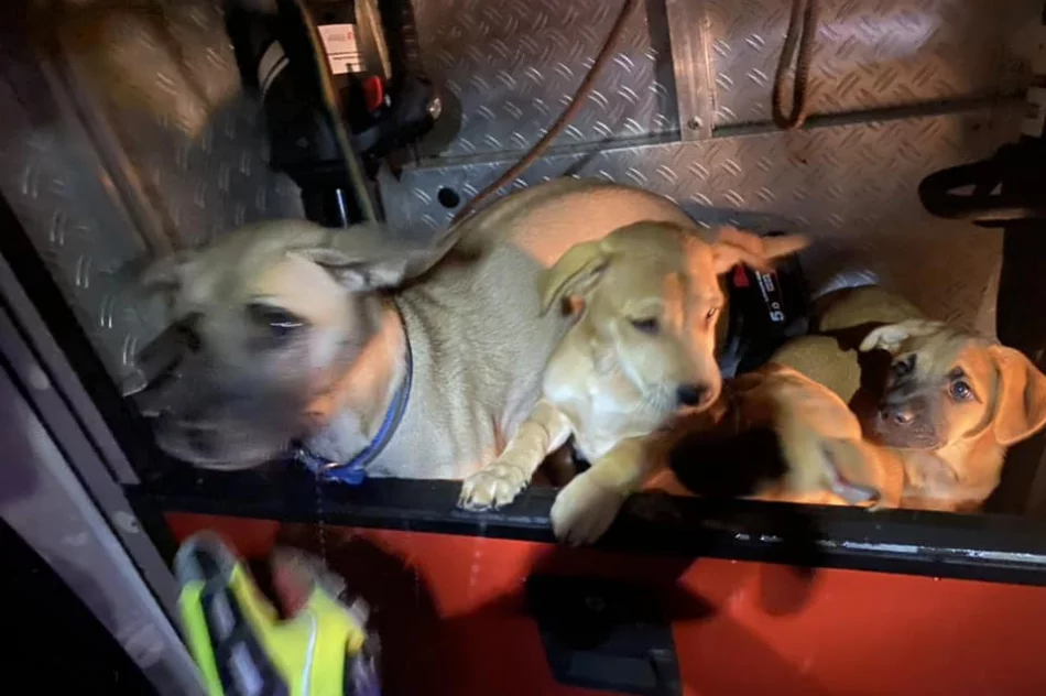 Kierująca trafiła do szpitala, druhowie zajęli się... pieskami - zdjęcie 7
