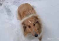 POSZUKIWANY WŁAŚCICIEL PSA! - zdjęcie główne