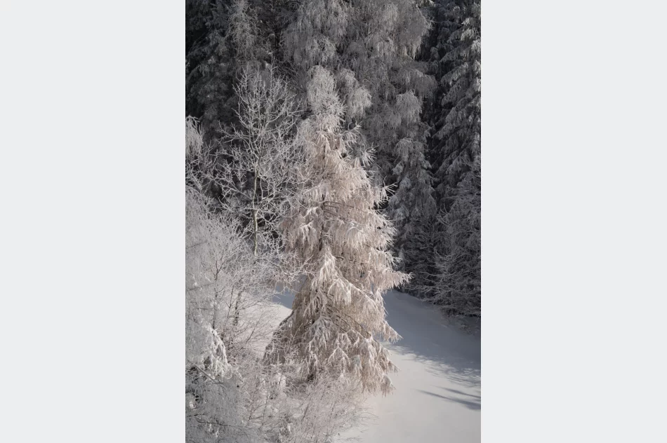 Inscenizacja Historyczna zrzutów na Polankach w Szczawie (2022) - zdjęcie 7