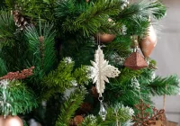 Za 30 lat stracimy świerkowe choinki - zdjęcie główne