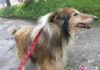 Znaleziono psa przy ul. Reymonta w Limanowej - zdjęcie główne