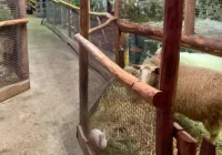 Cystersi zapraszają - IX Żywa Szopka gotowa - zdjęcie główne