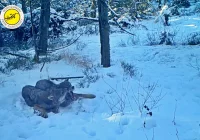 "Rodzinne harce" wilków nagrane fotopułapką - zdjęcie główne