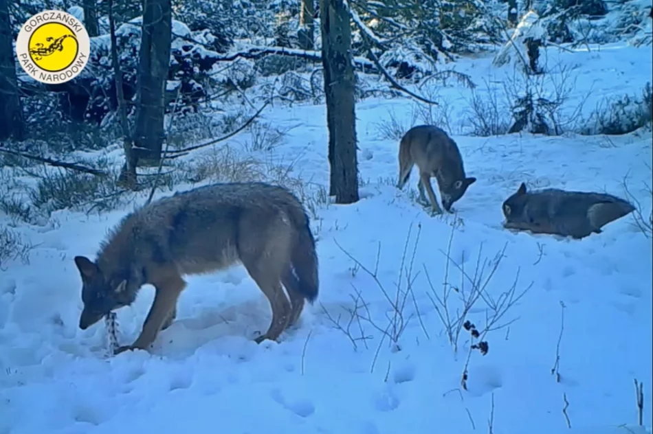"Rodzinne harce" wilków nagrane fotopułapką - zdjęcie 2