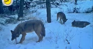 "Rodzinne harce" wilków nagrane fotopułapką - zdjęcie 2