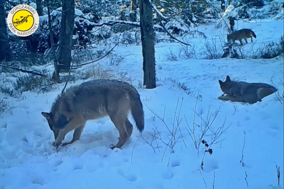 "Rodzinne harce" wilków nagrane fotopułapką - zdjęcie 3