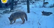 "Rodzinne harce" wilków nagrane fotopułapką - zdjęcie 3