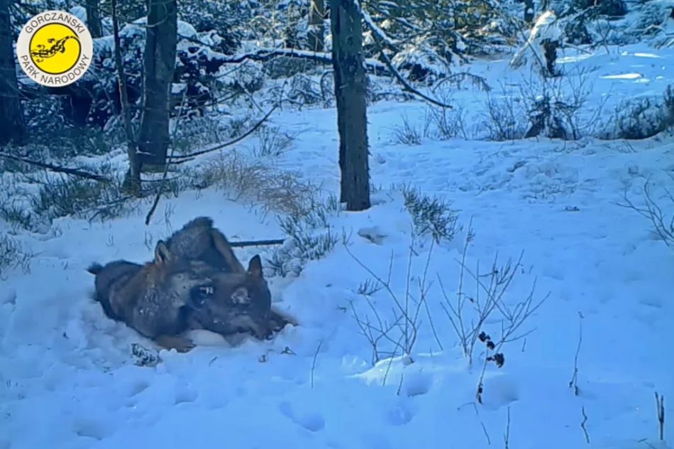"Rodzinne harce" wilków nagrane fotopułapką - zdjęcie 4