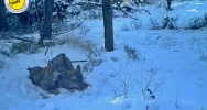"Rodzinne harce" wilków nagrane fotopułapką - zdjęcie 4