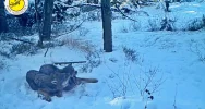 "Rodzinne harce" wilków nagrane fotopułapką - zdjęcie 5