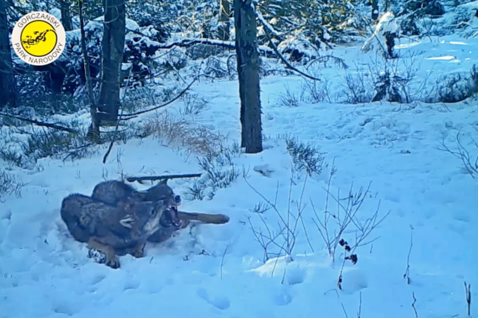 "Rodzinne harce" wilków nagrane fotopułapką - zdjęcie 5