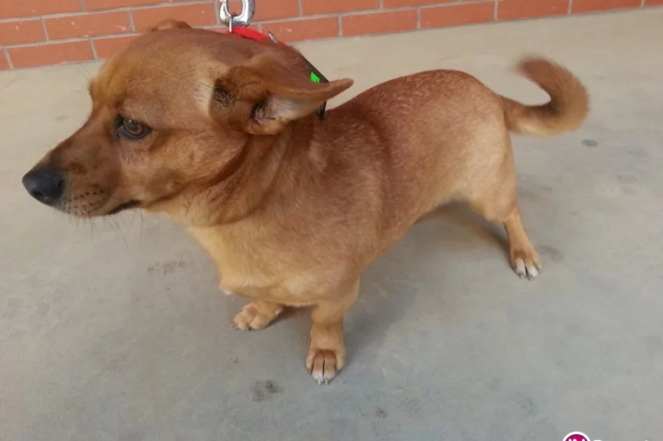 Znaleziono psa przy ul. Z. Augusta w Limanowej - zdjęcie 2