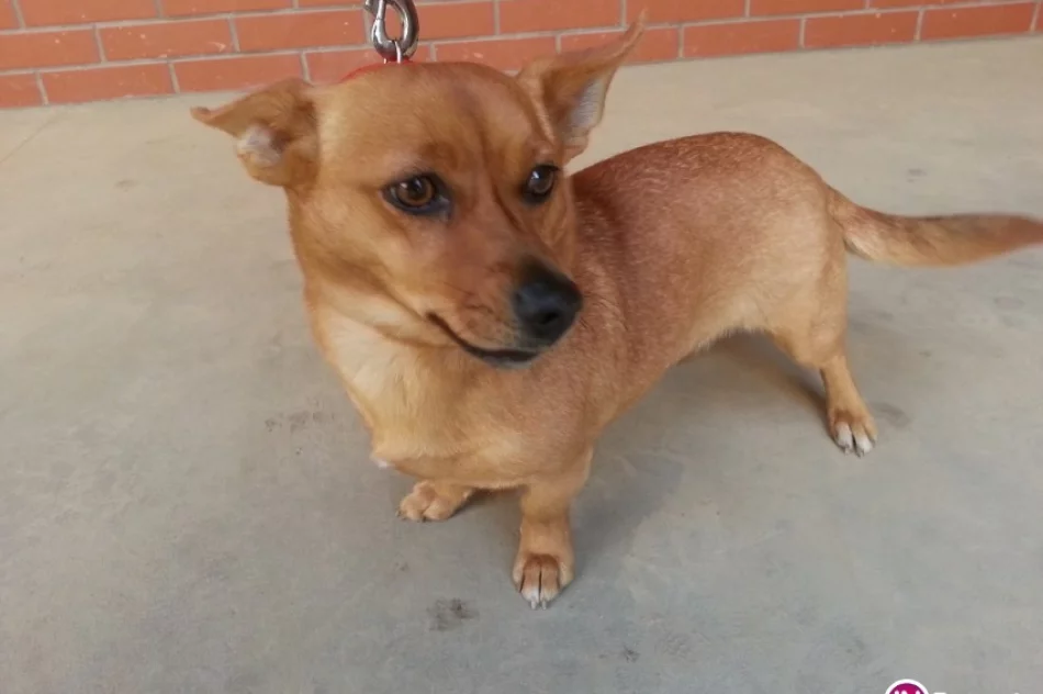 Znaleziono psa przy ul. Z. Augusta w Limanowej - zdjęcie 3