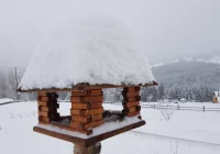 Czy warto pomagać ptakom zimą? - zdjęcie główne